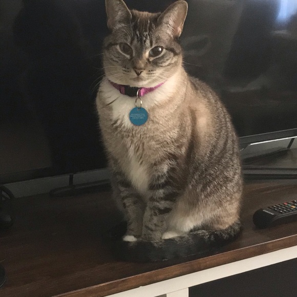 Meet your Posher, Hannah - Picture 4 of 4